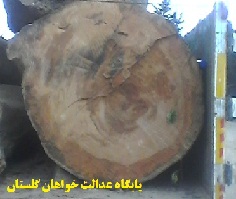 غارت جنگل ها در زادگاه استاندار گلستان +تصاویر